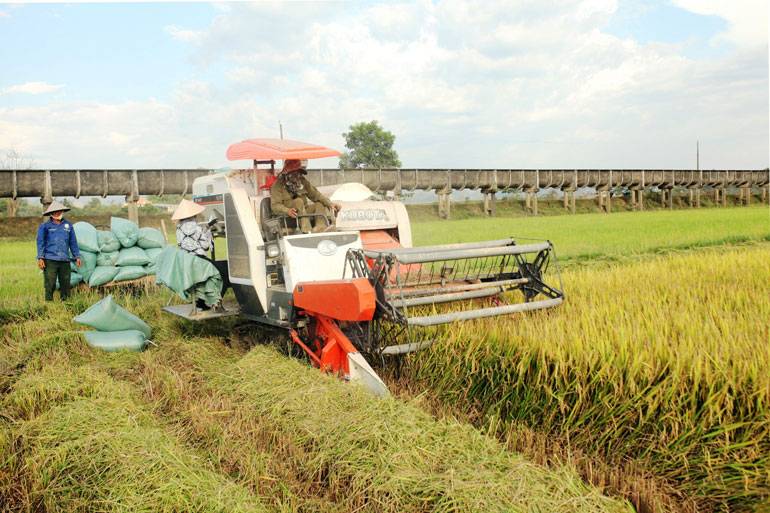 Thu hoạch lúa chất lượng cao tại cánh đồng xã Gia Viễn