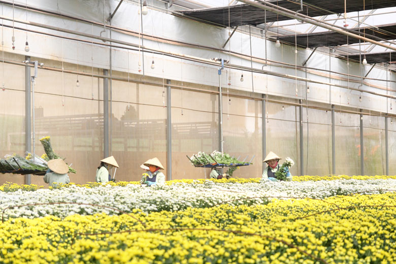 Đà Lạt Hasfarm nhập các giống hoa mới có bản quyền sản xuất để tiêu thụ trong nước và xuất khẩu