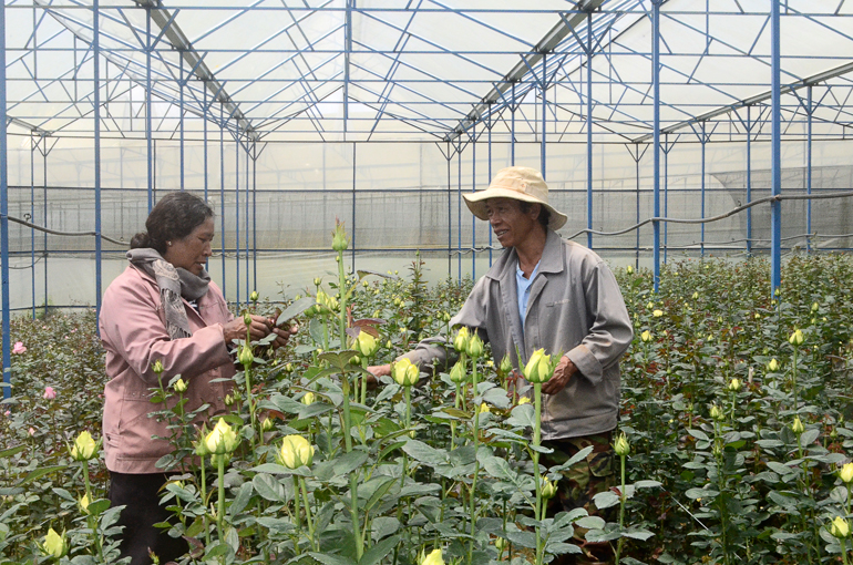 Vùng trồng hoa hồng dưới chân núi Lang Biang, huyện Lạc Dương đang dần khôi phục sản xuất sau khi trở lại trạng thái bình thường mới