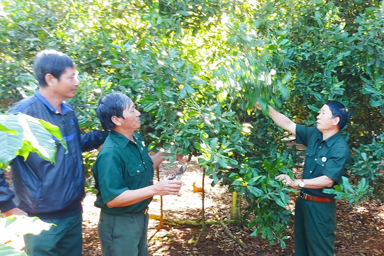 Một mô hình kinh tế tiêu biểu của cựu chiến binh Lâm Hà