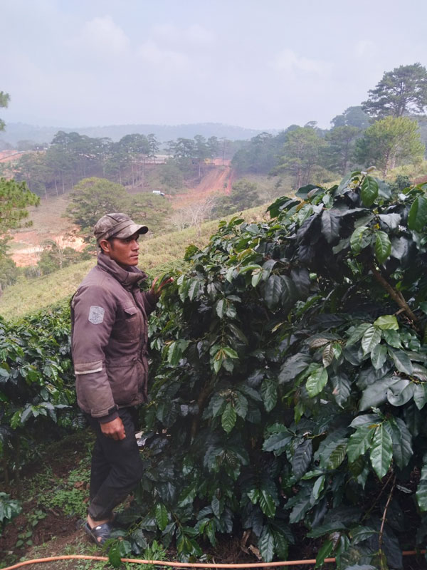 Không những nỗ lực phát triển kinh tế, anh Cil Ja Ry còn tích cực hỗ trợ bà con trong thôn về con giống và kỹ thuật, kinh nghiệm trong sản xuất, chăn nuôi