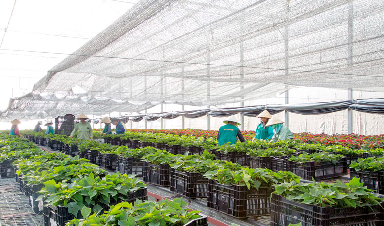 Công ty TNHH Dalat Hasfarm luôn đi đầu trong ngành Sản xuất hoa tươi, mỗi năm cung ứng tới 200 triệu cành hoa và 250 triệu ngọn giống ra thị trường trên khắp thế giới