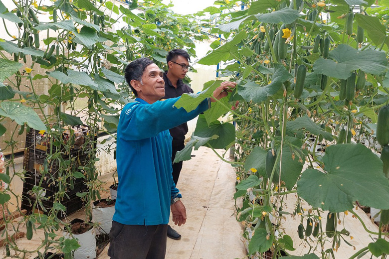 Ông Đắc là người tiên phong trồng rau công nghệ cao tại địa phương